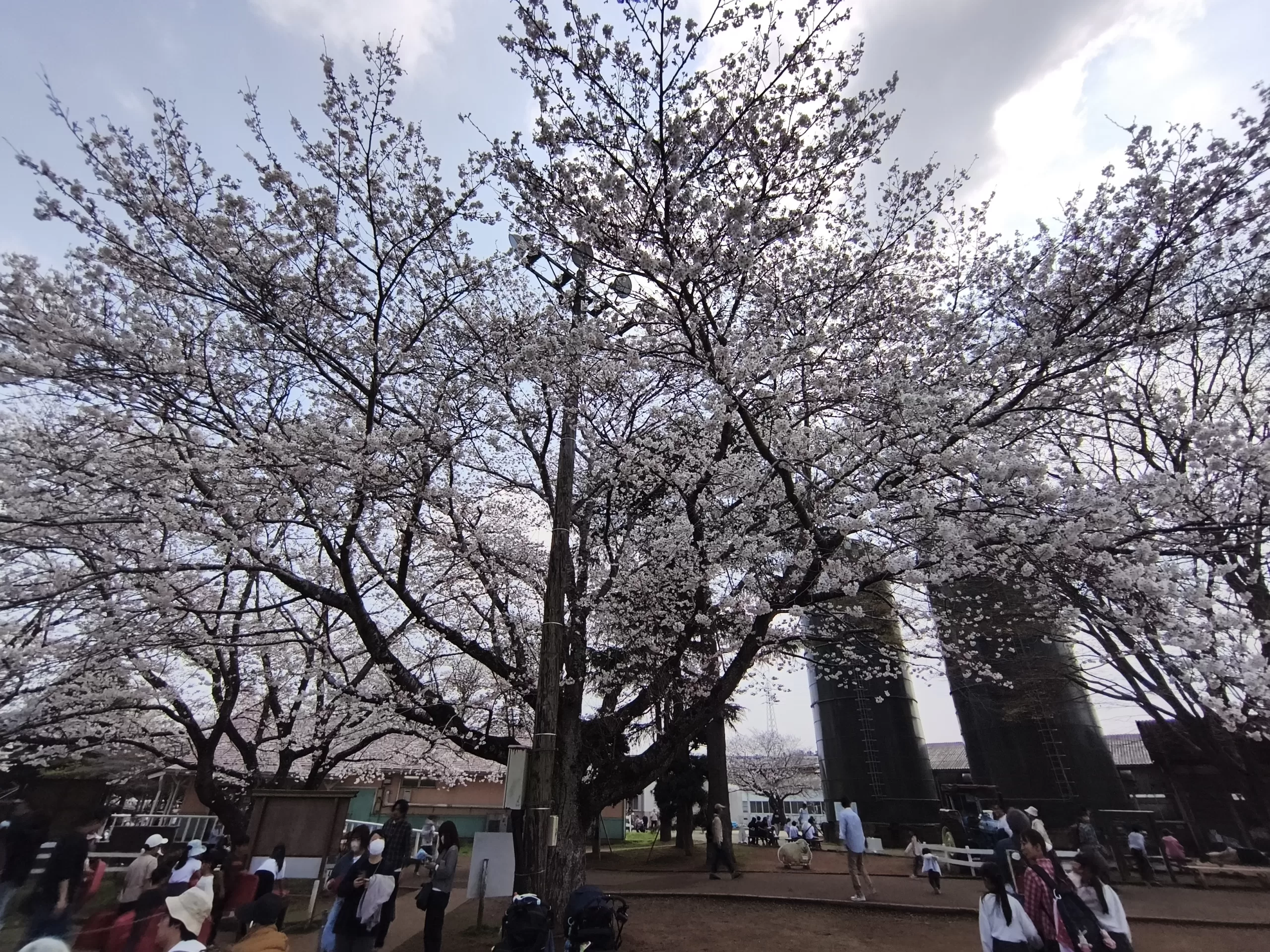 満開の桜が咲く成田ゆめ牧場で家族と過ごす春の日