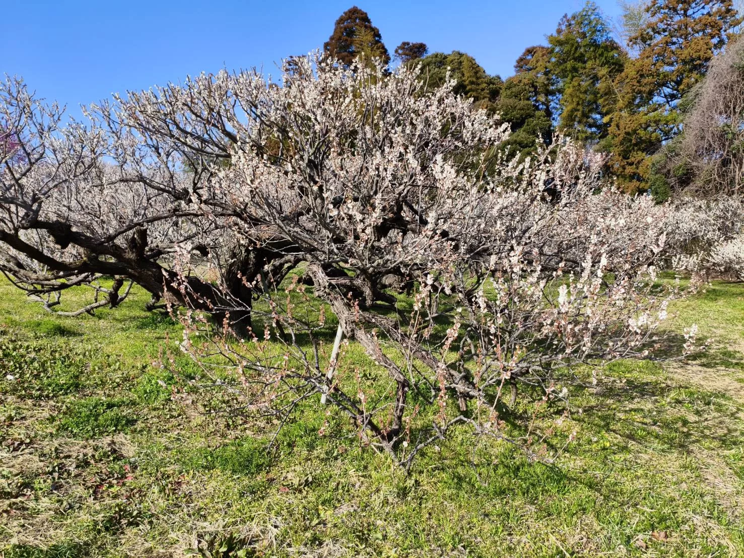 春の訪れを感じる梅まつりの風景と静かな癒しの時間