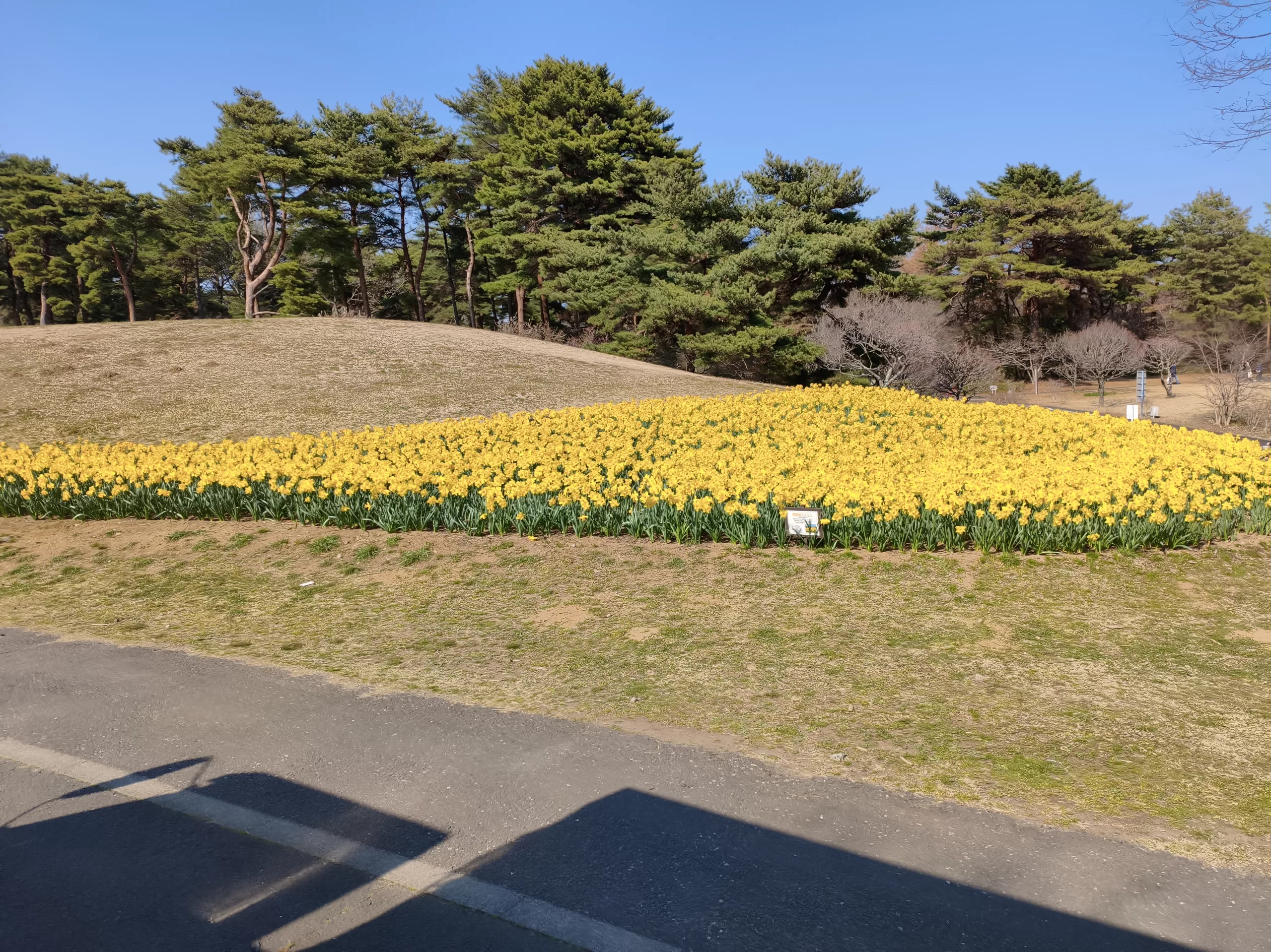 一面に広がる黄色いスイセンの花畑と青空｜ひたち海浜公園の春の風景